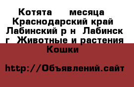 Котята 1,5 месяца - Краснодарский край, Лабинский р-н, Лабинск г. Животные и растения » Кошки   